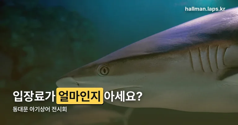 동대문 아기상어 전시회 정리 썸네일